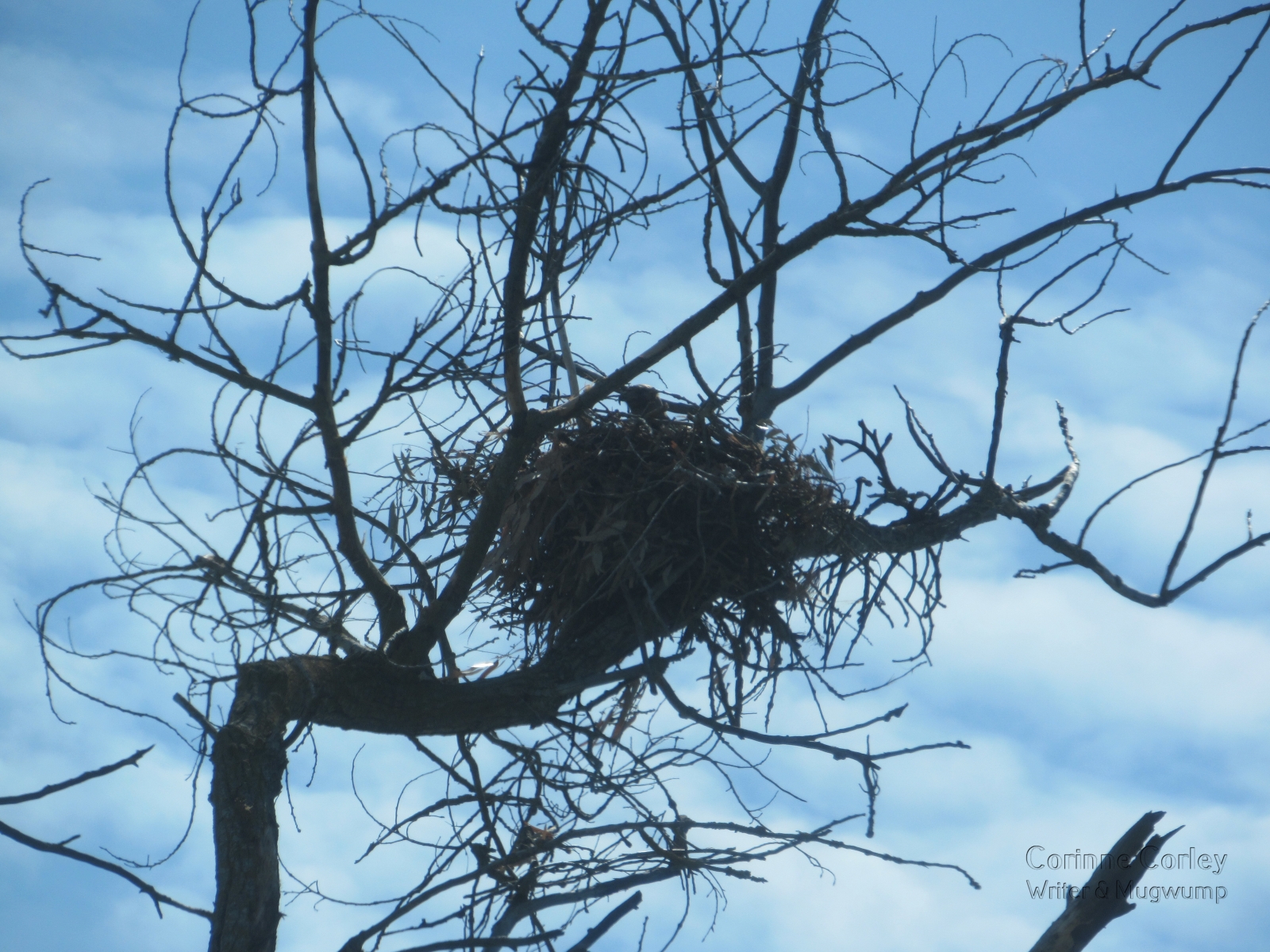 Nest-on-high