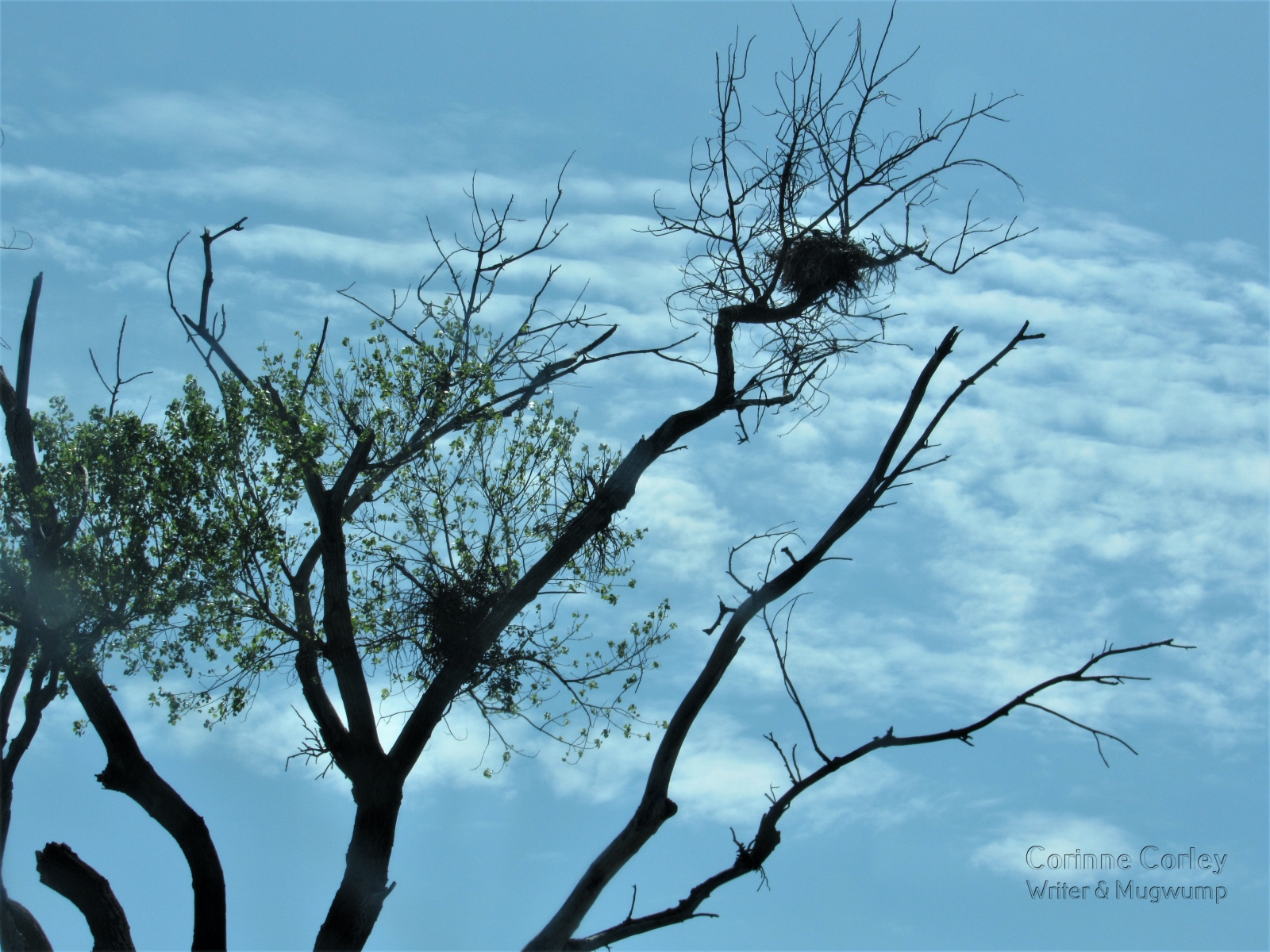 Tree-against-the-sky