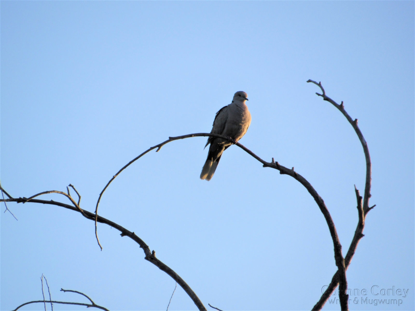 Mourning-dove