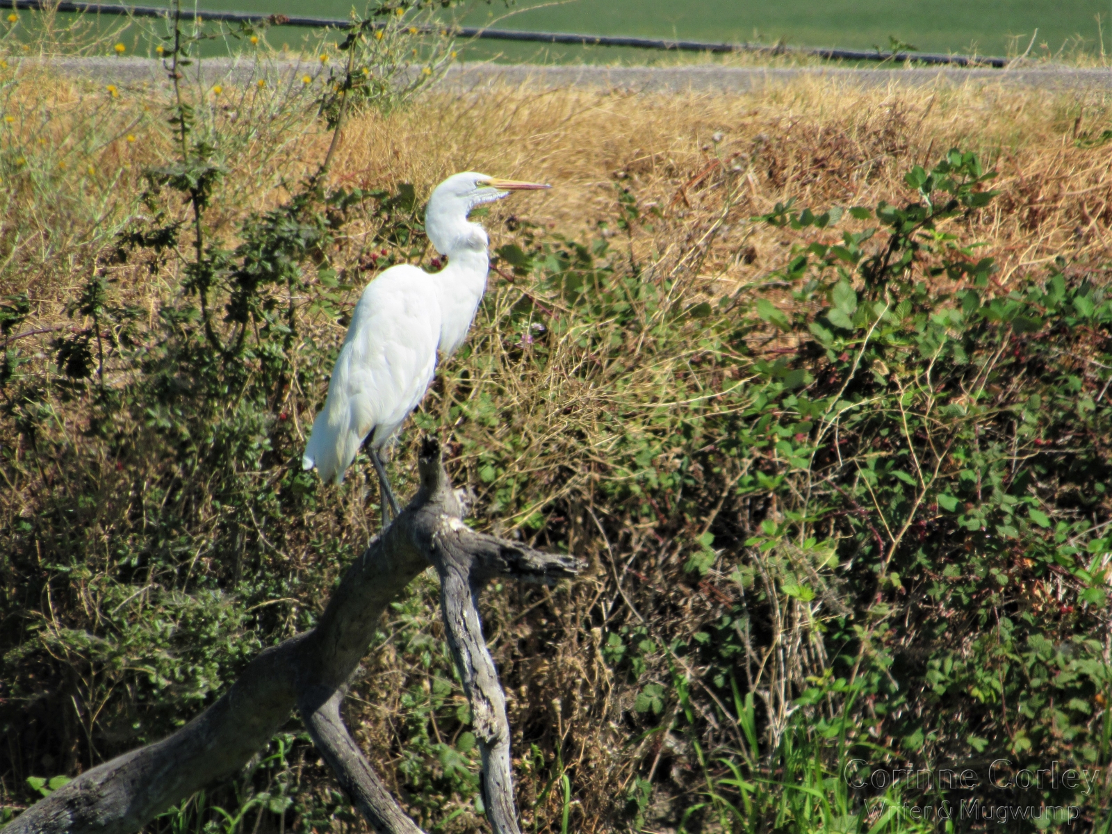 Egret-standing