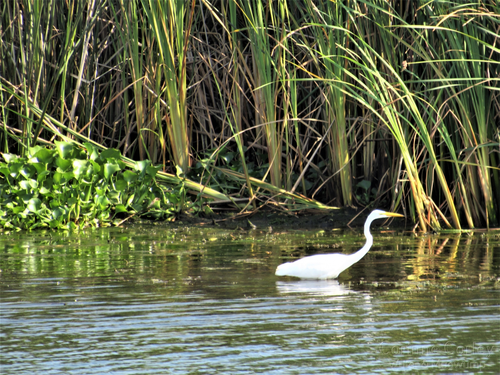 Lone-egret-in-the-river