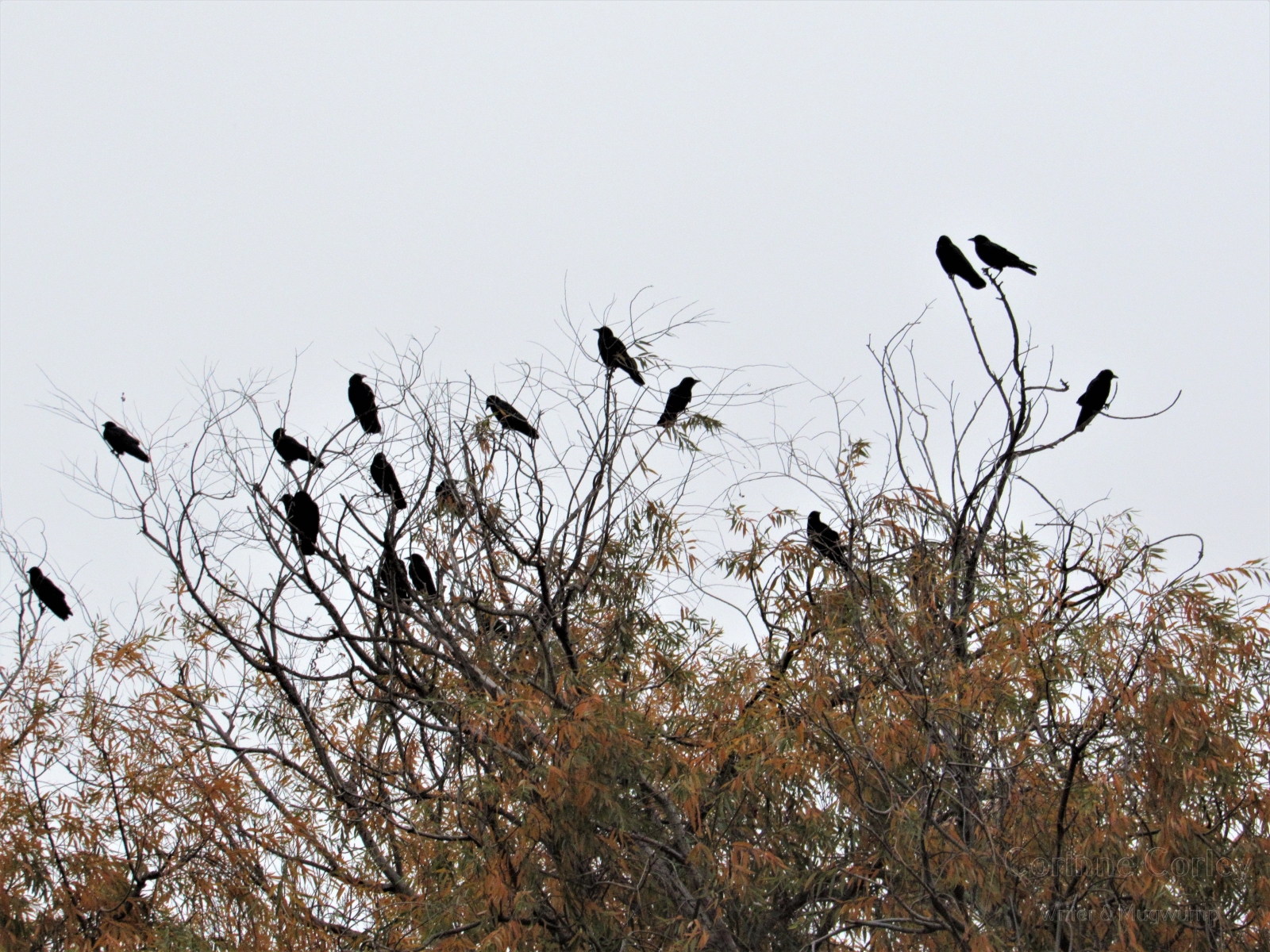 Crows-1