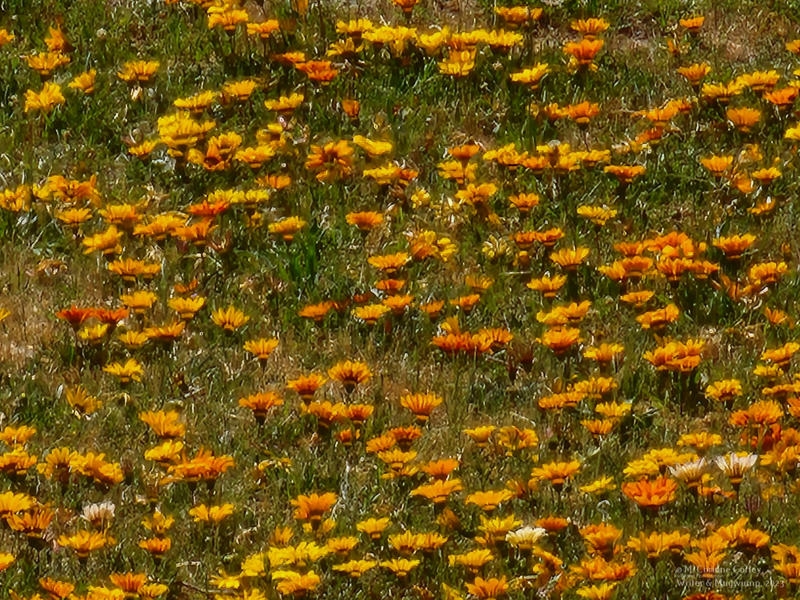 Field-of-daisies-800x600