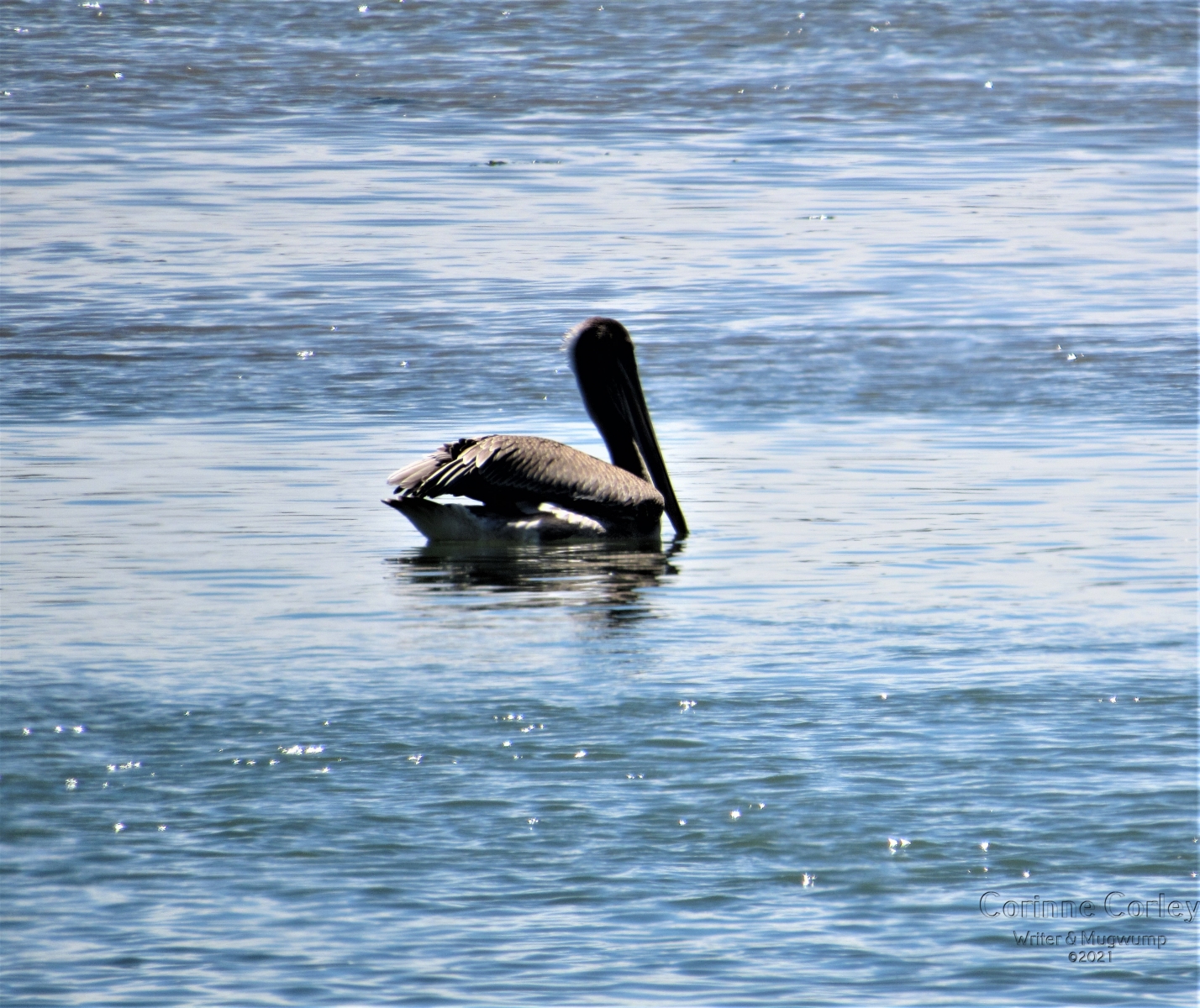 Pelican-Solo