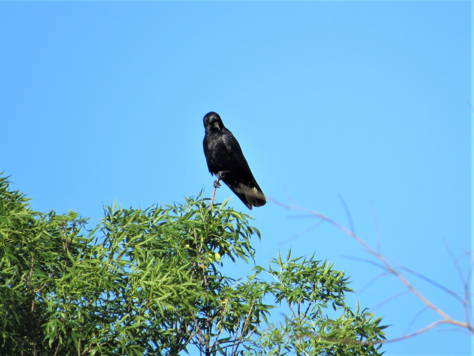 Crow3