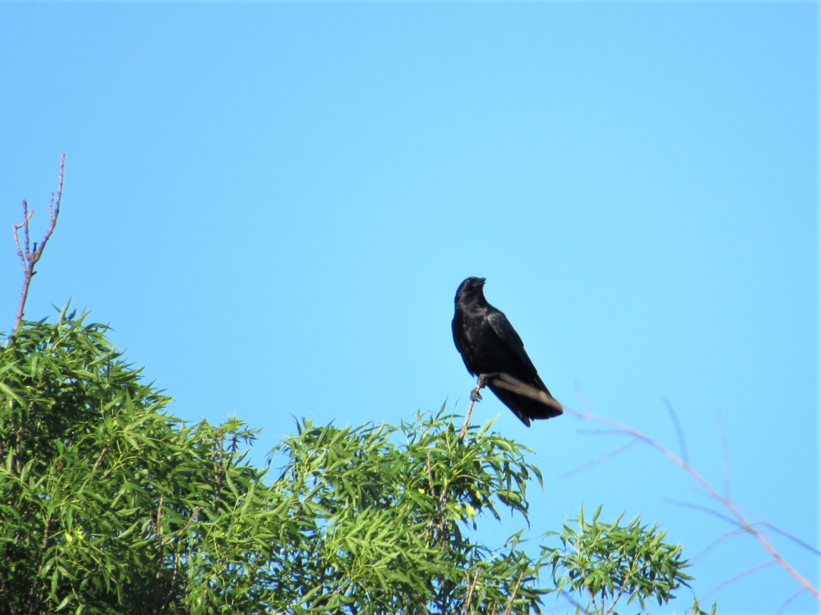 Crow4