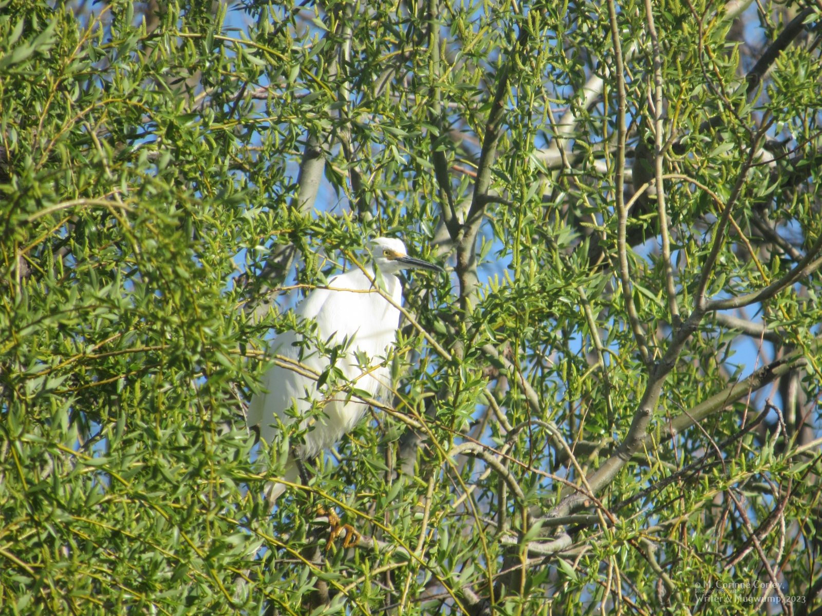 Egret-in-the-tree-03052023