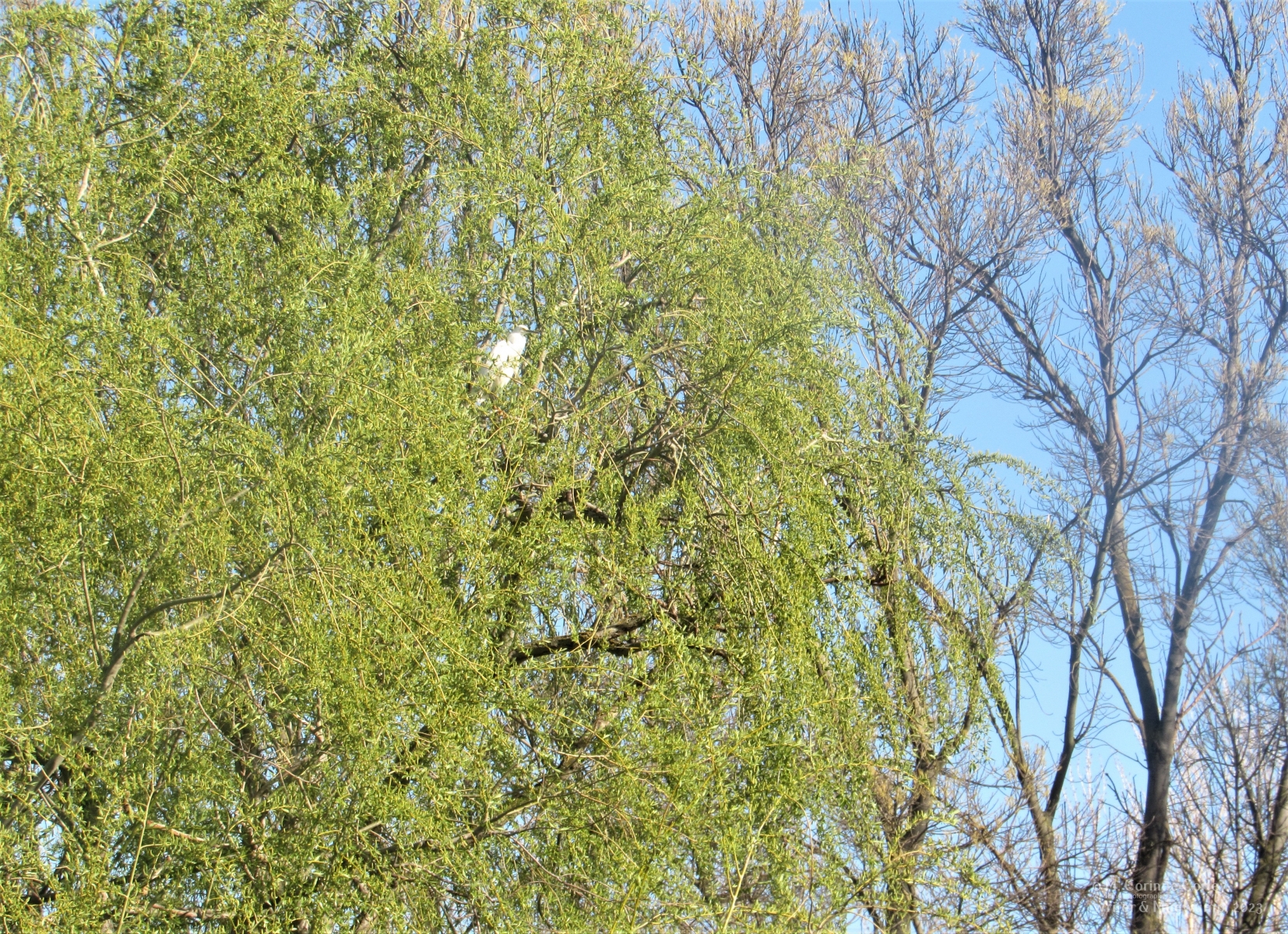 Egret-in-the-tree-3-03052023