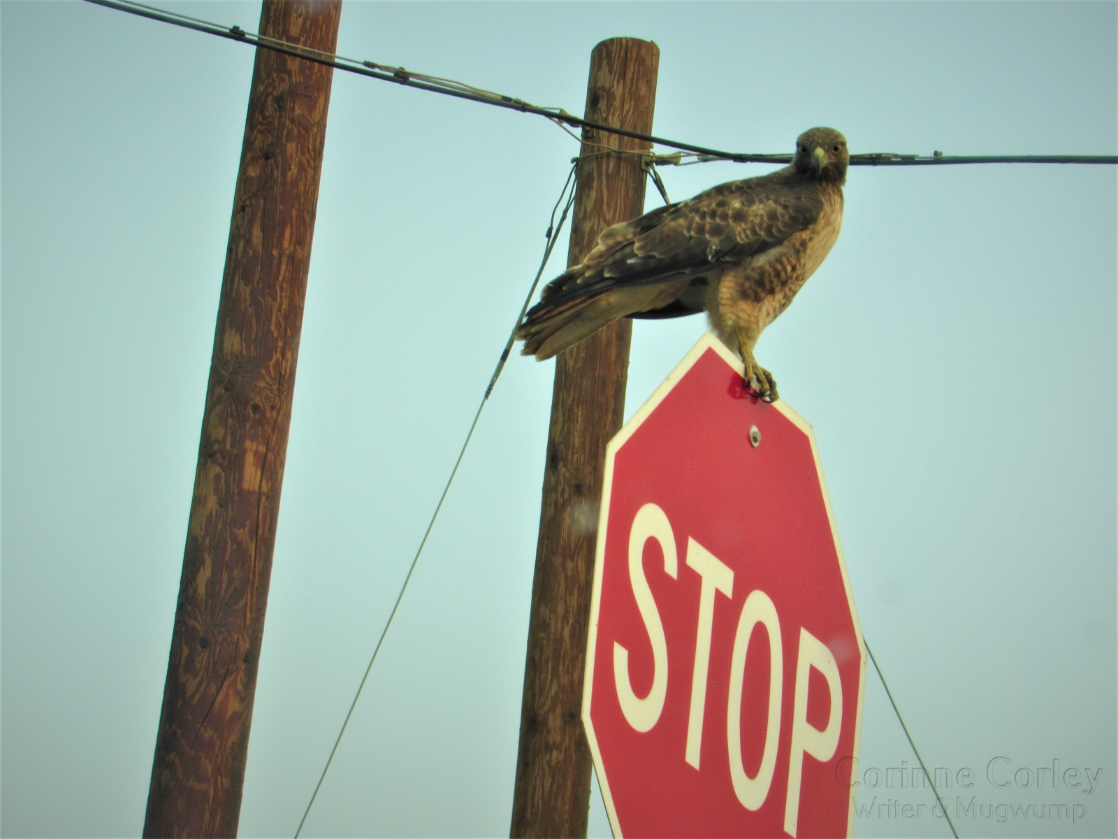 Redtail-on-the-Stop-Sign