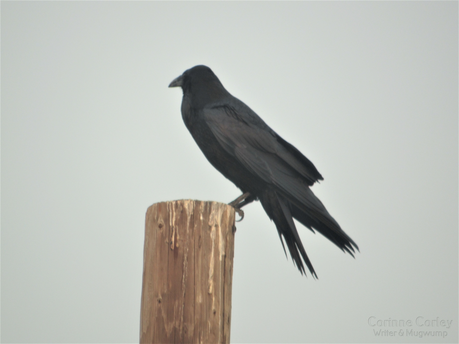 Solitary-crow
