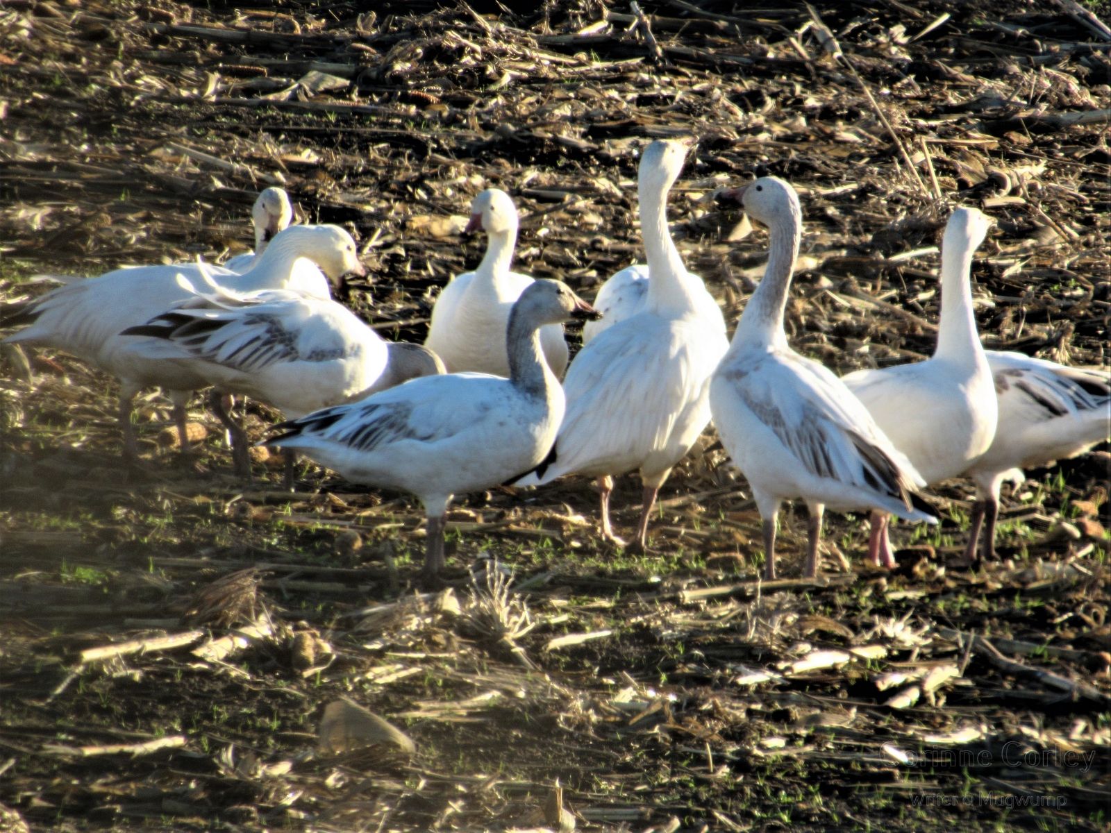 Snow-geese-in-the-morning-sun