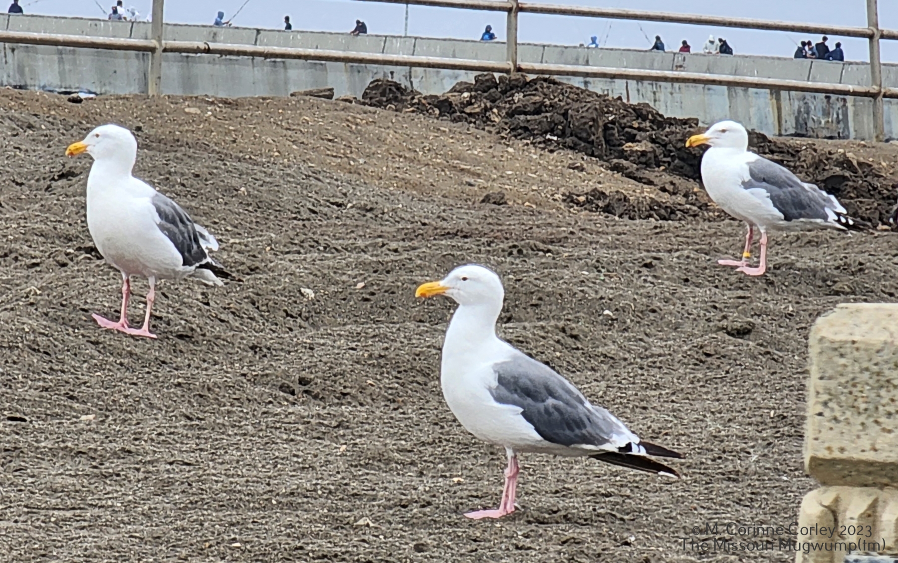 Three-gulls