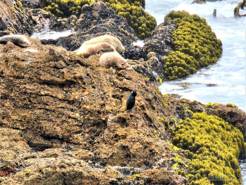 Seals-at-rest-off-Pigeon-Point-800x600
