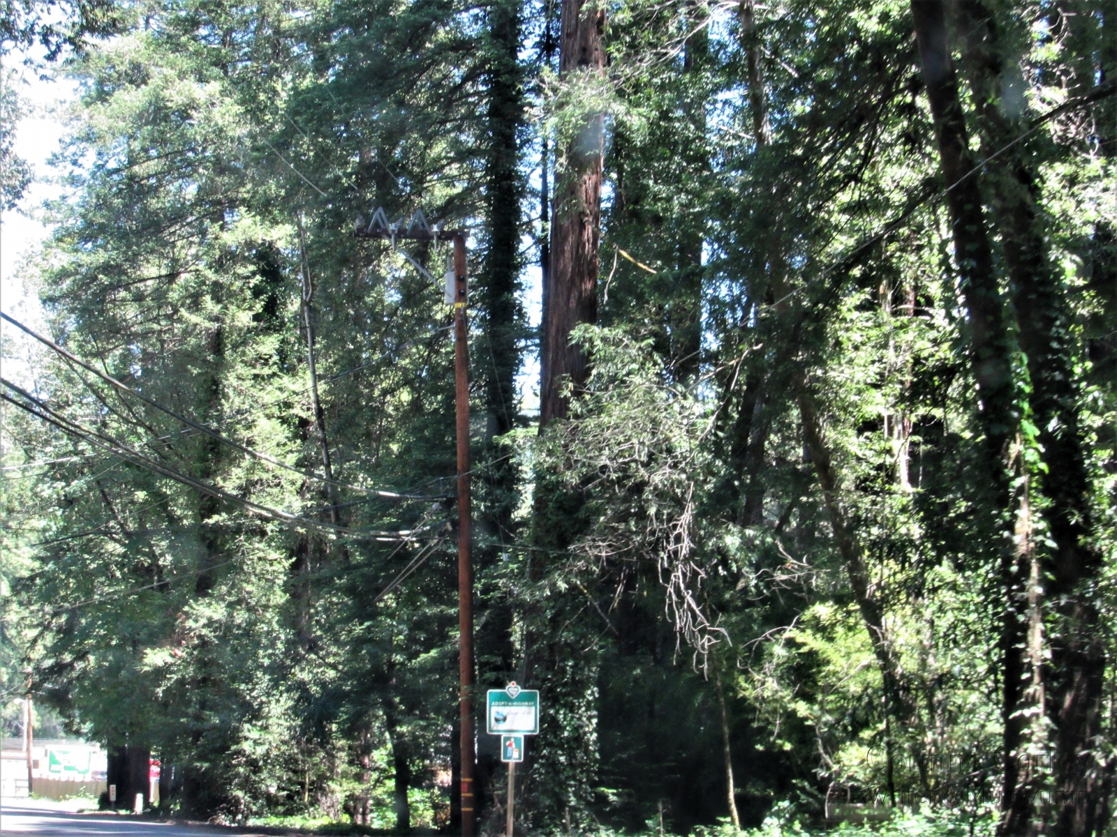 Among-the-redwoods
