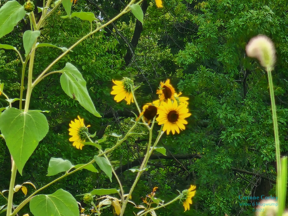 IllinoisSunflowers