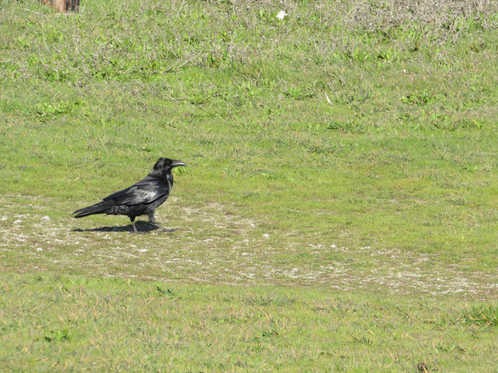 The-path-of-the-blackbird