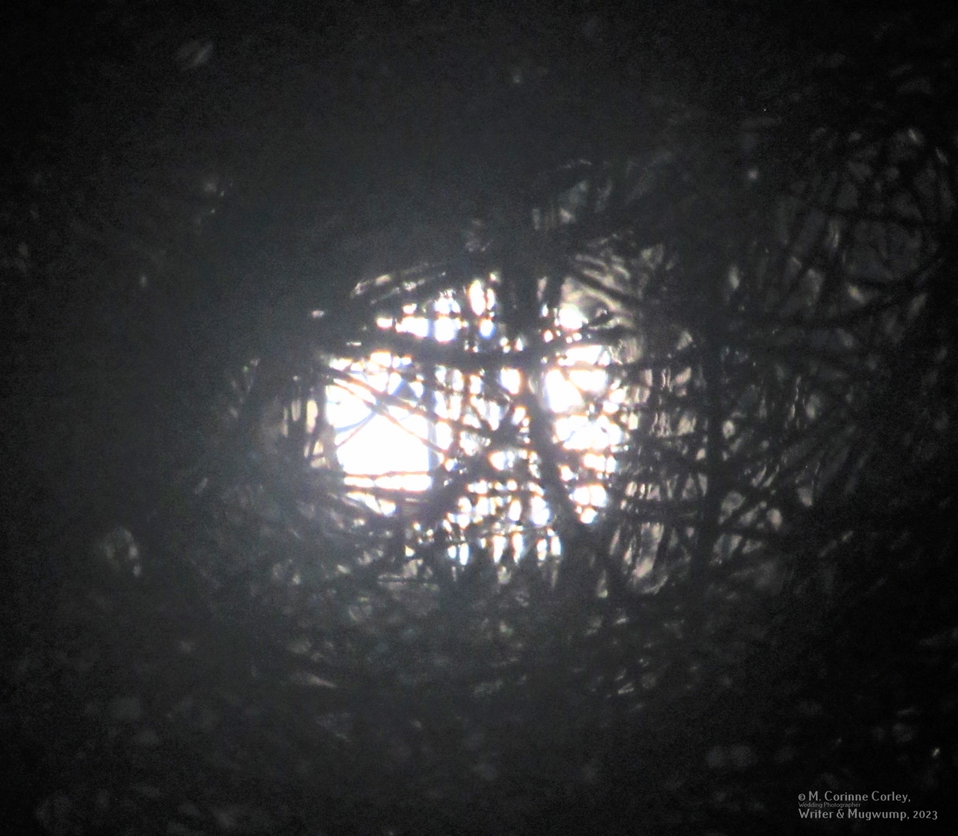 Moon-through-trees-03042023-CC
