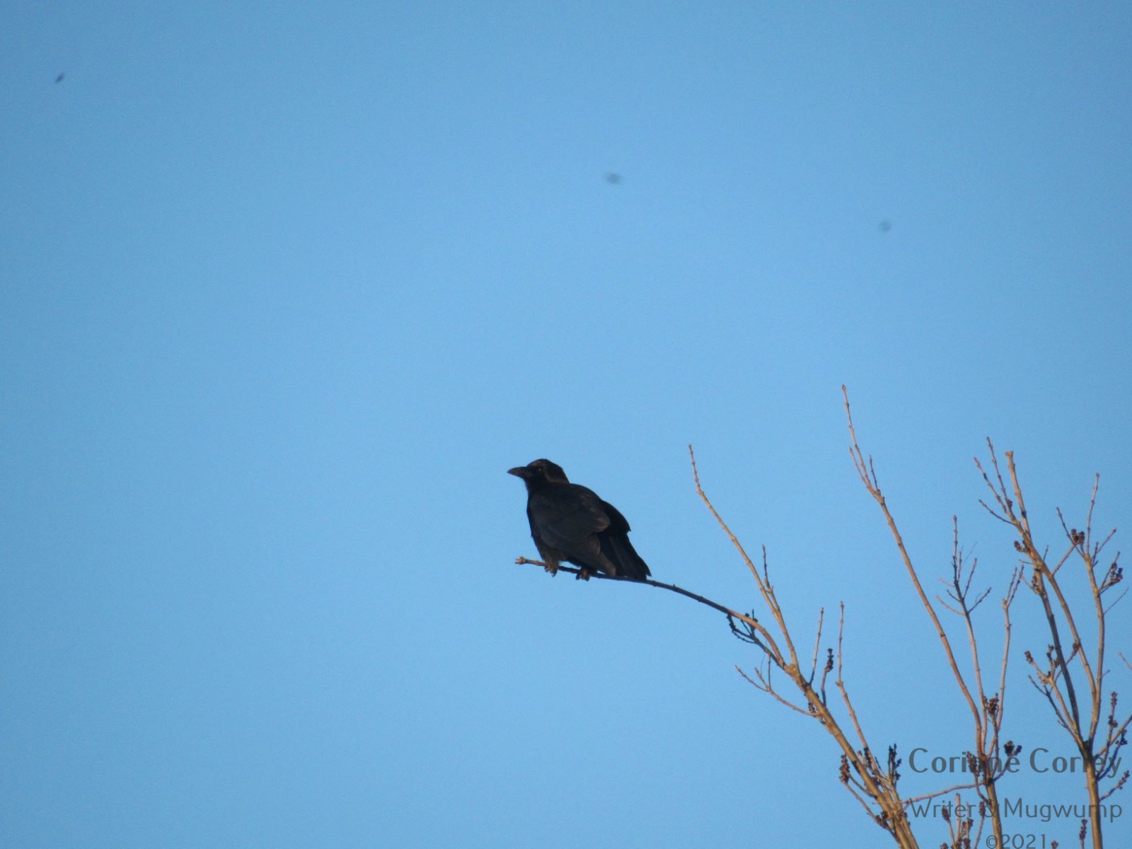 Crow-at-PDB