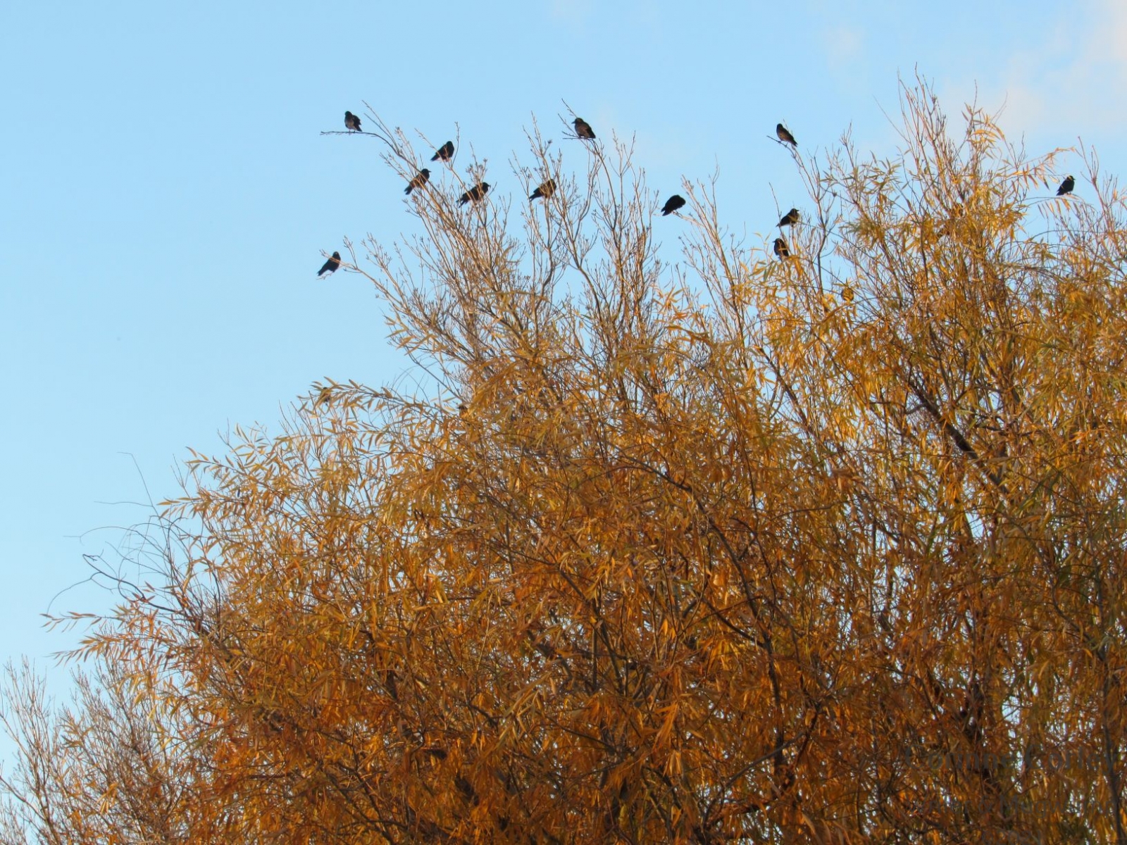 Crows-in-the-winter-willow