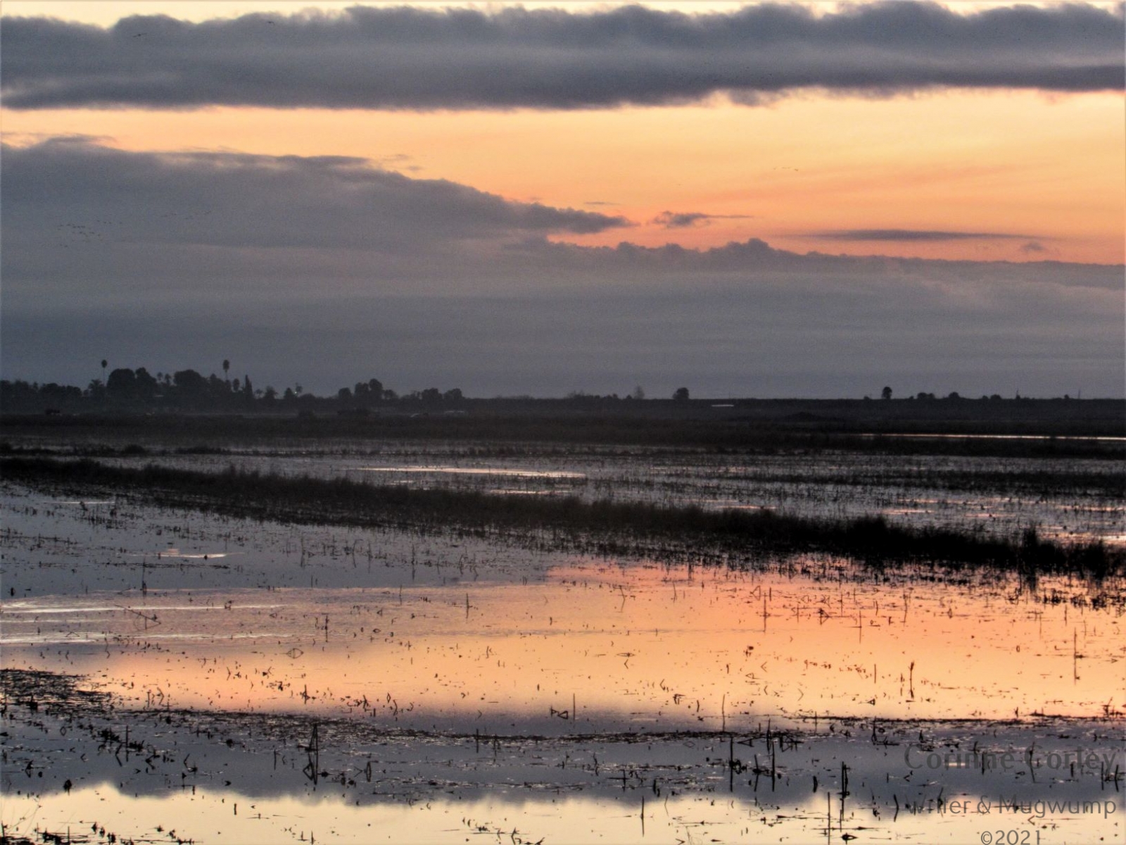Dawn-on-the-flooded-fields