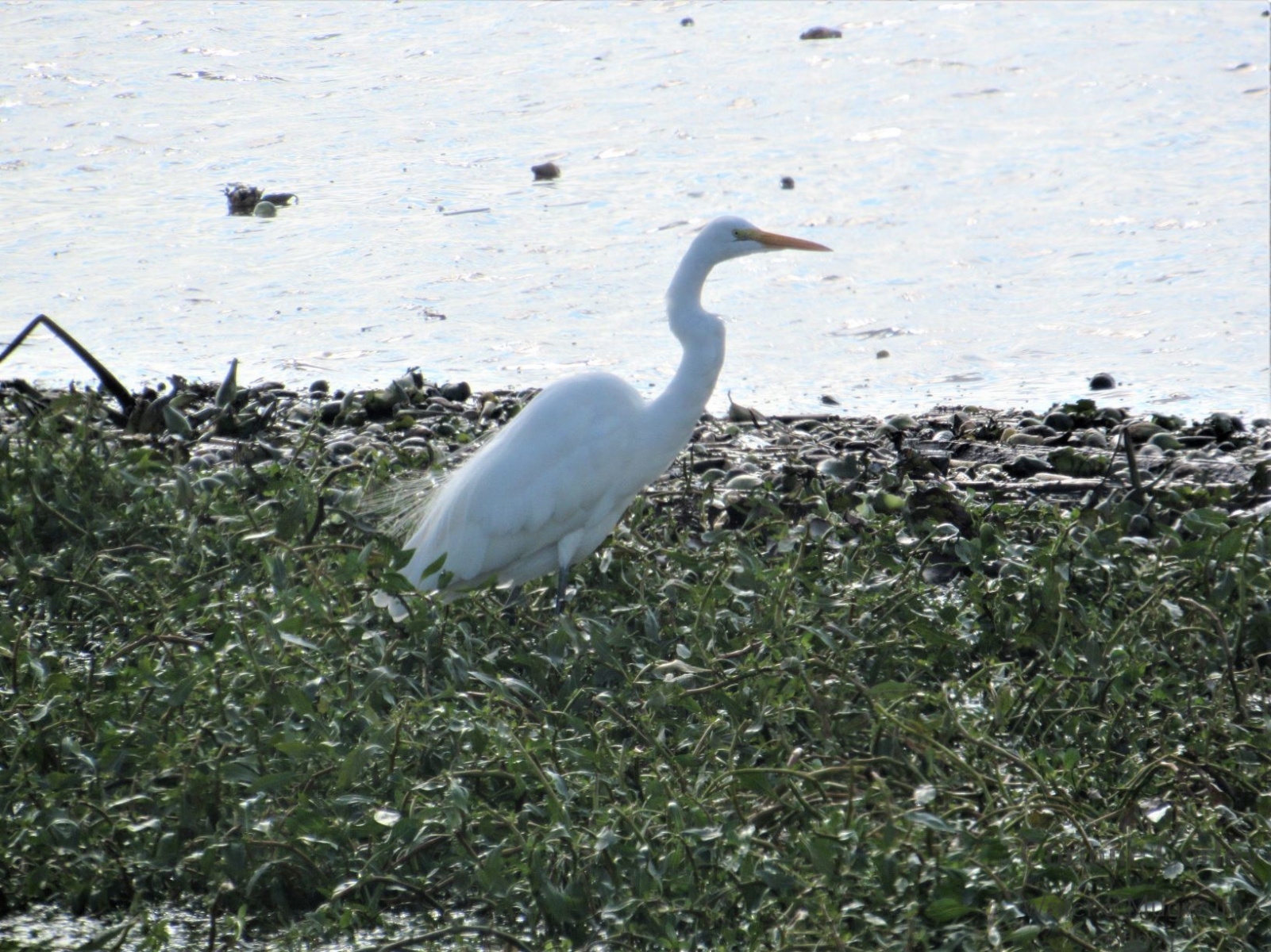 Egret-on-the-San-Joaquin