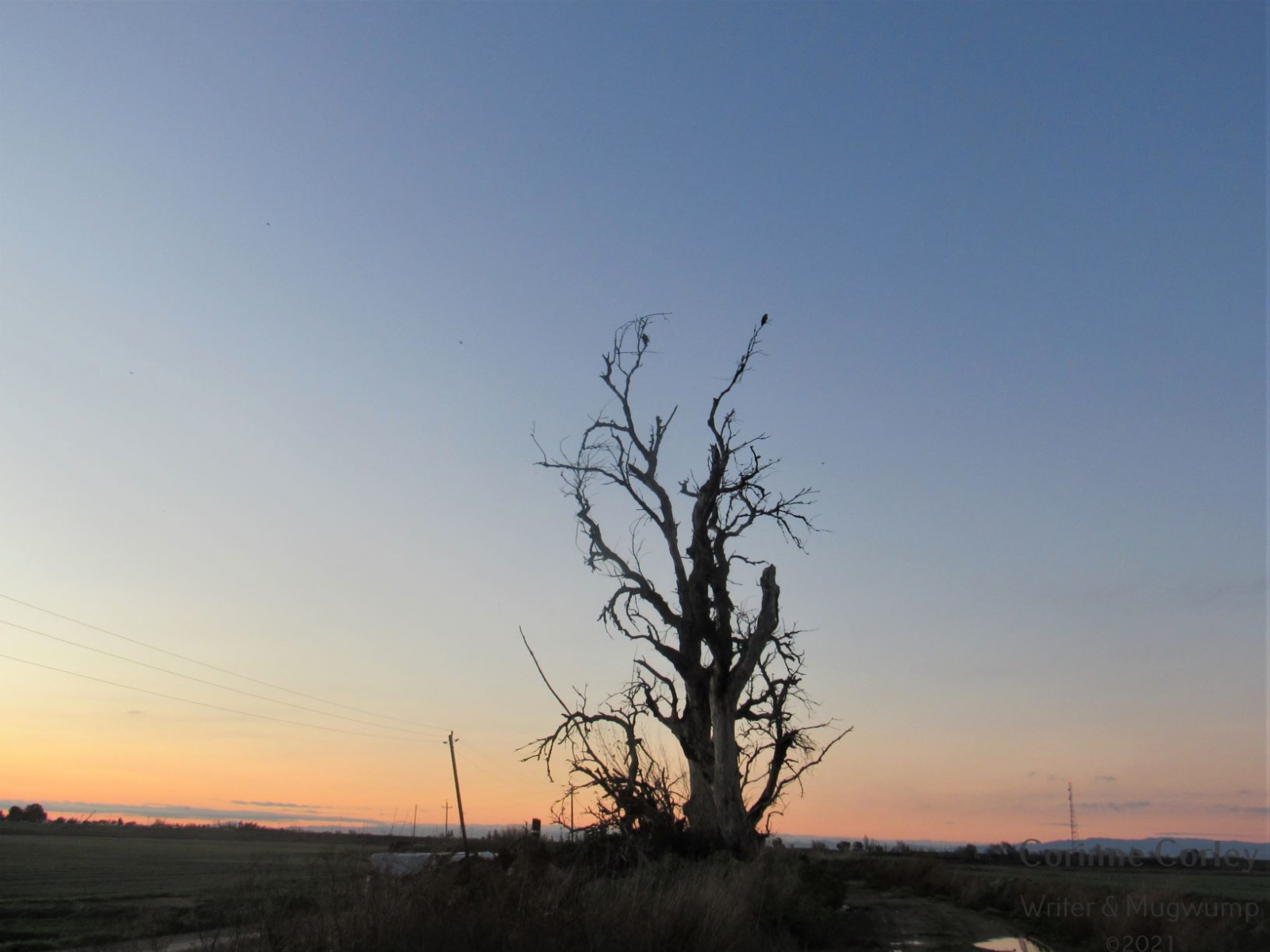 The-old-tree-at-daybreak