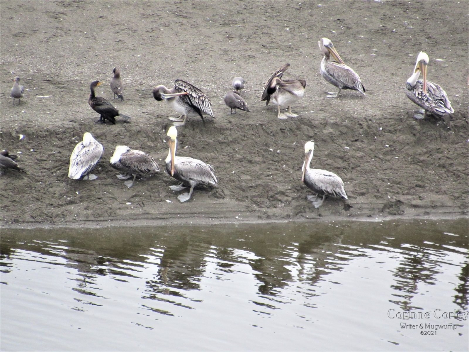 1_Pelicans-near-the-water
