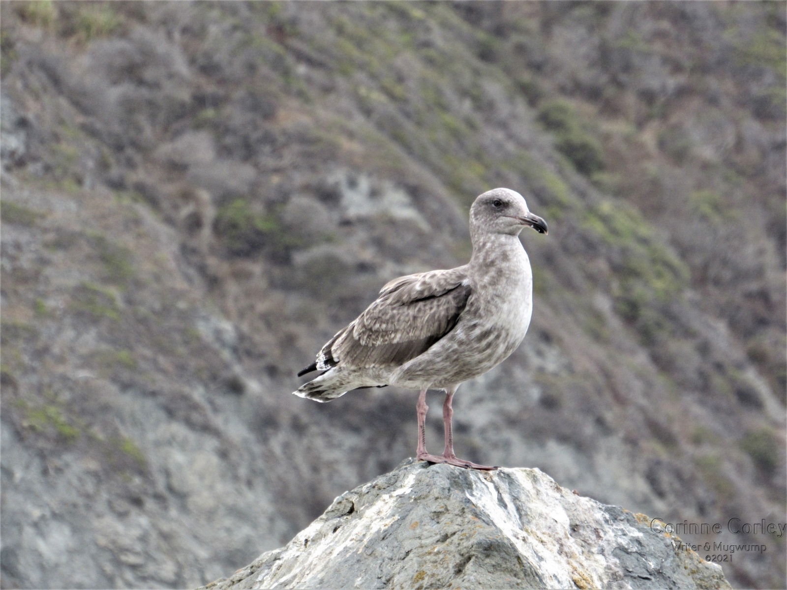 Grey-gull-at-Goat-Rock