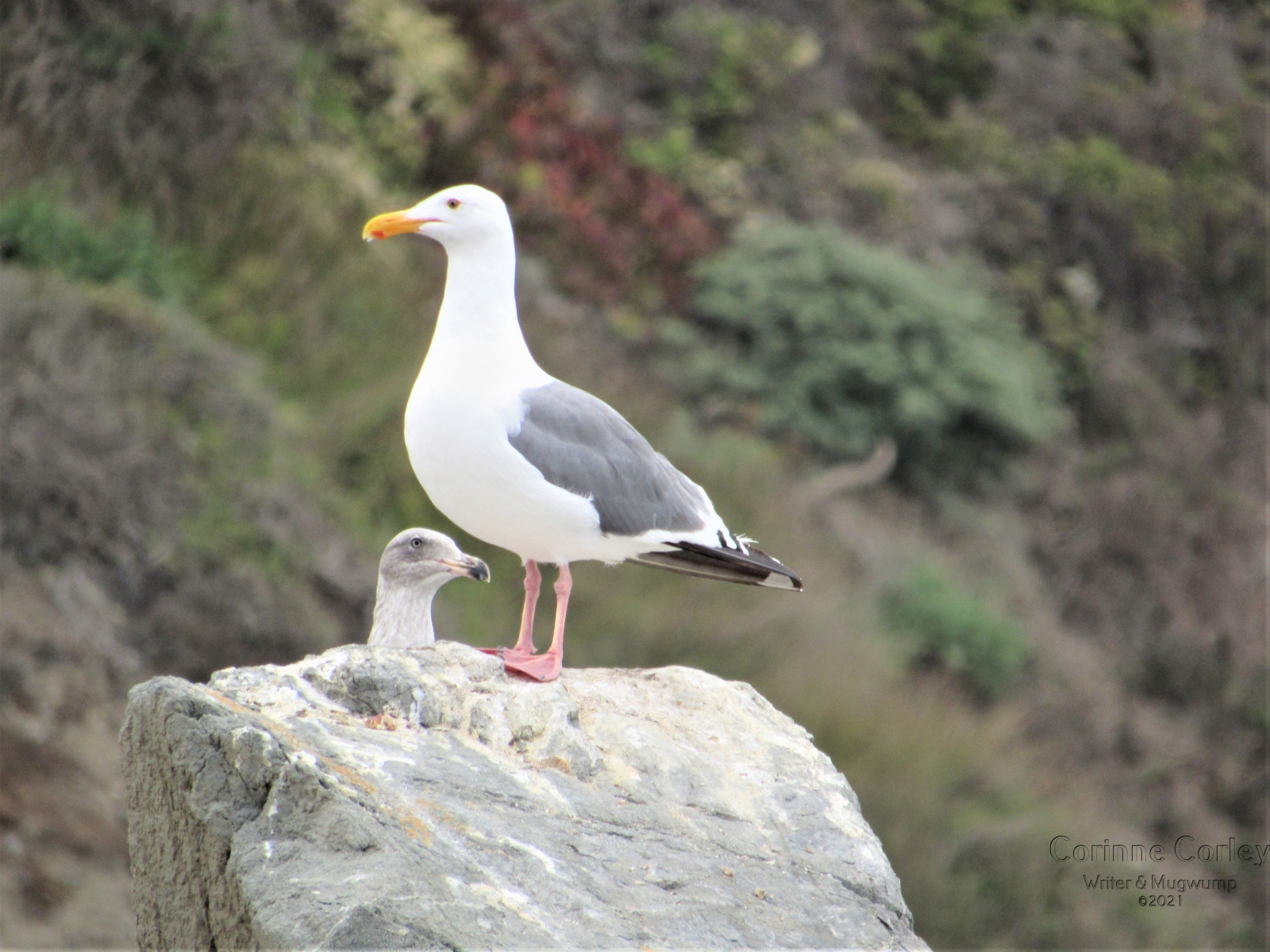 Gulls-at-Goat-Rock