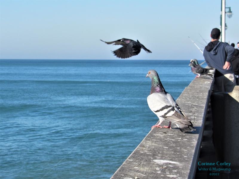 Pigeons-of-the-pier-2-800x600