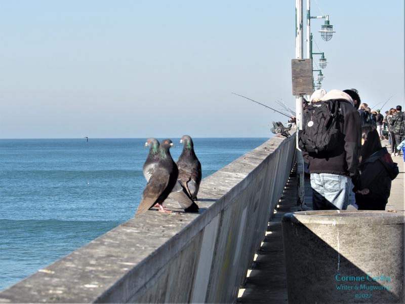 Pigeons-of-the-pier-4-800x600