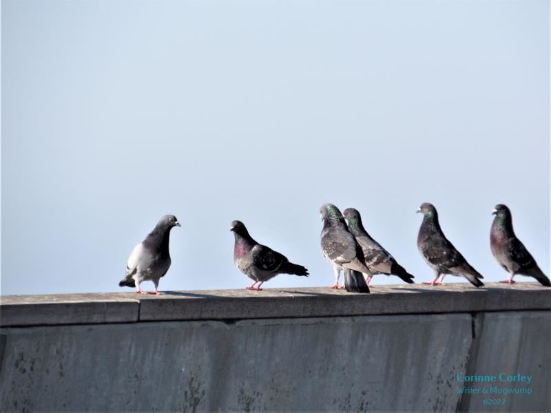 Pigeons-of-the-pier-5-800x600