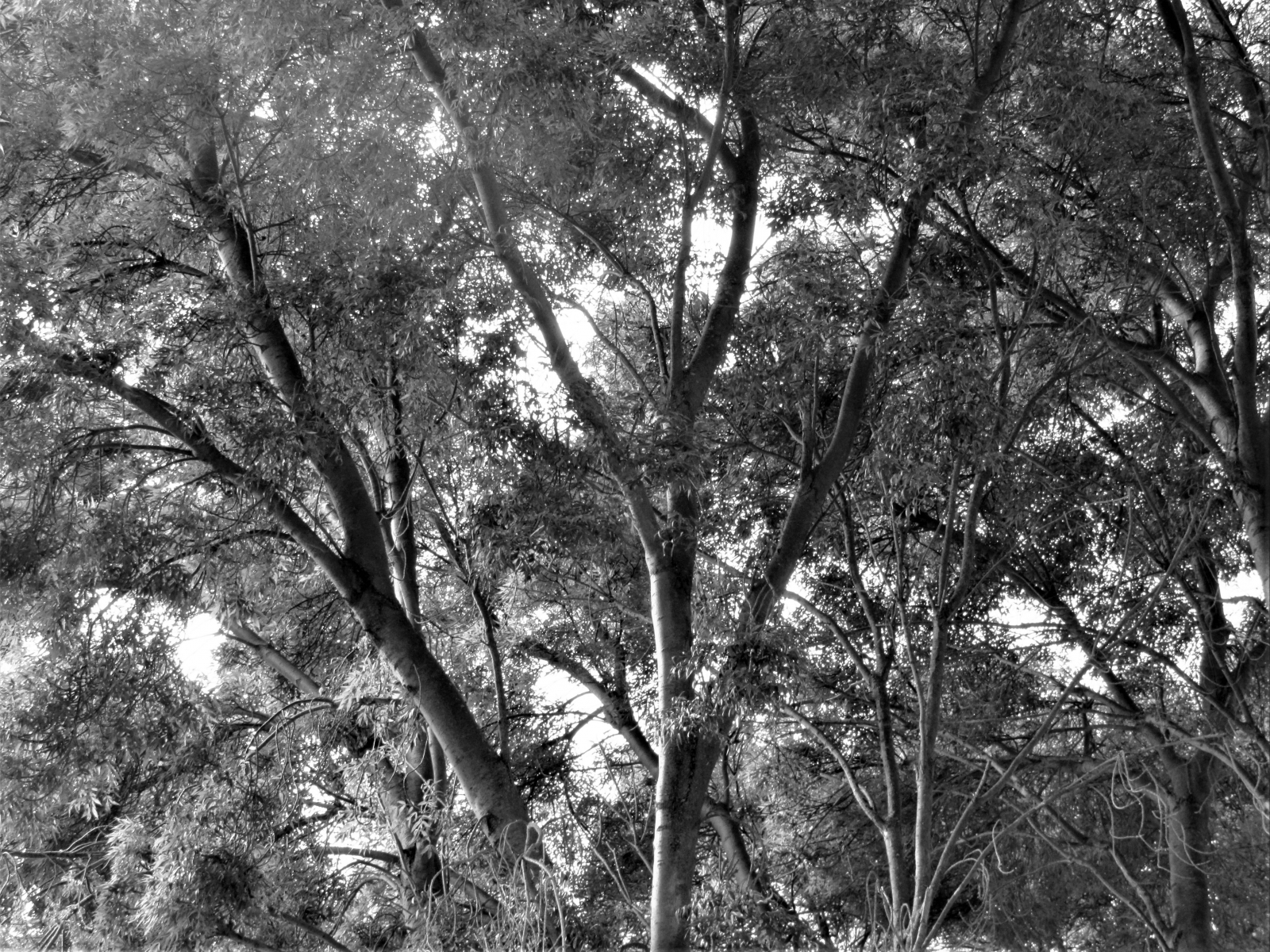 Trees-in-Black-and-White