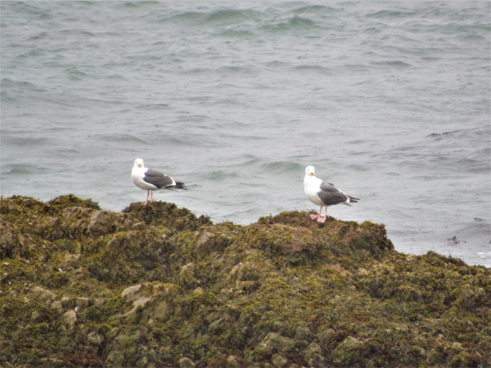 Two-gulls