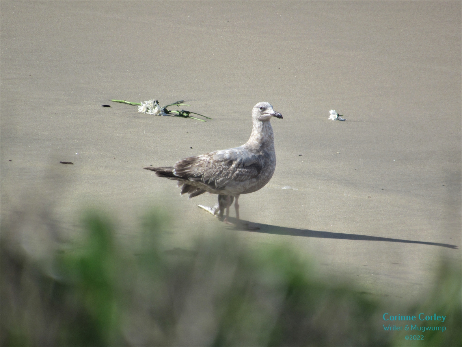 Gull-on-the-beach