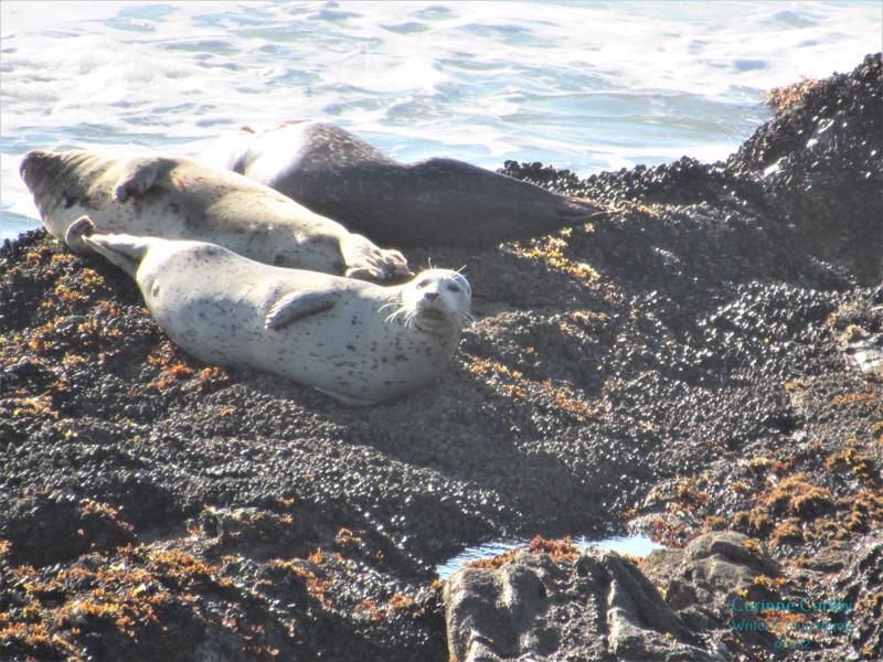 Seals-at-pigeon-point-800x600