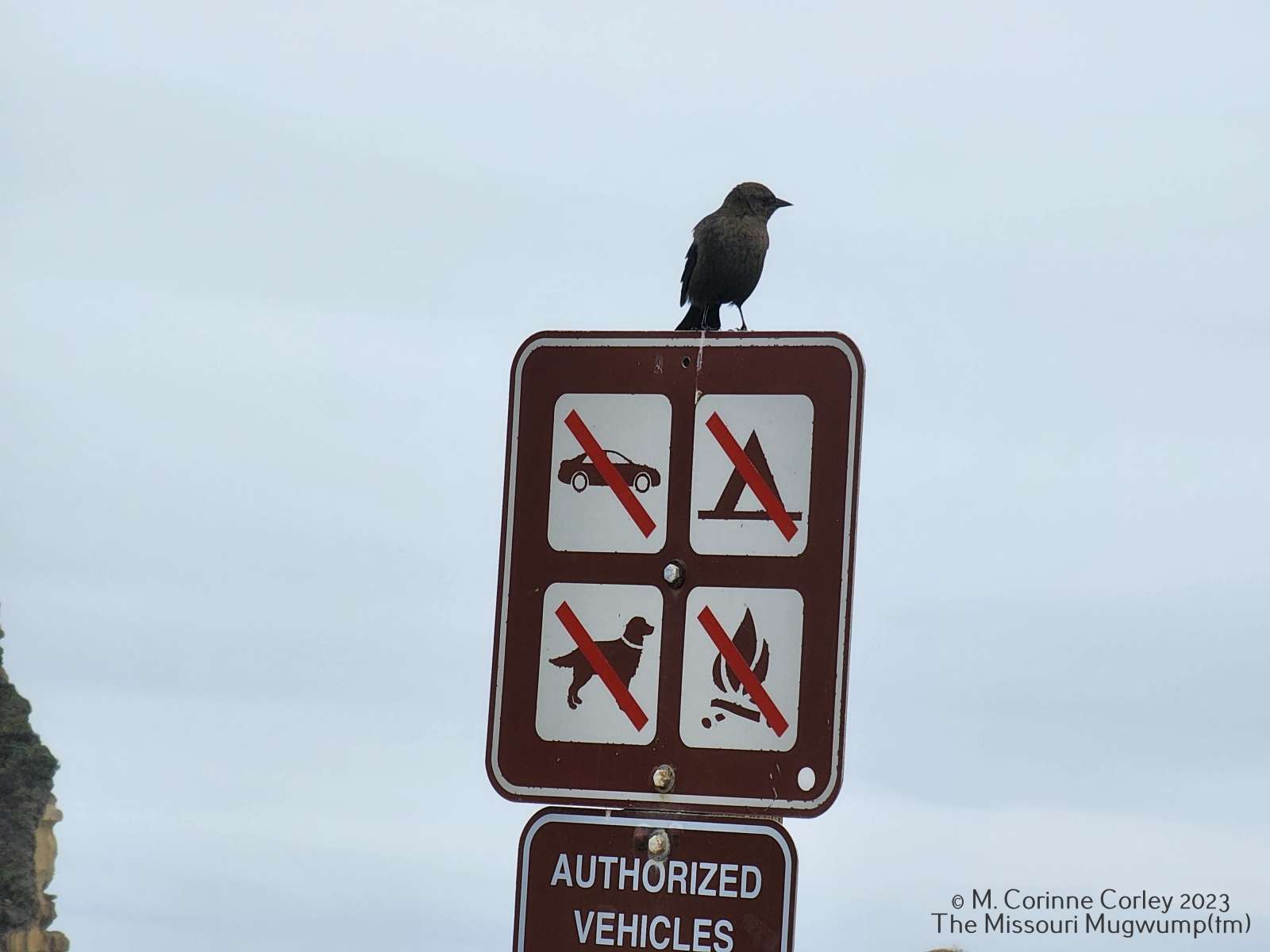 Bird-on-a-sign