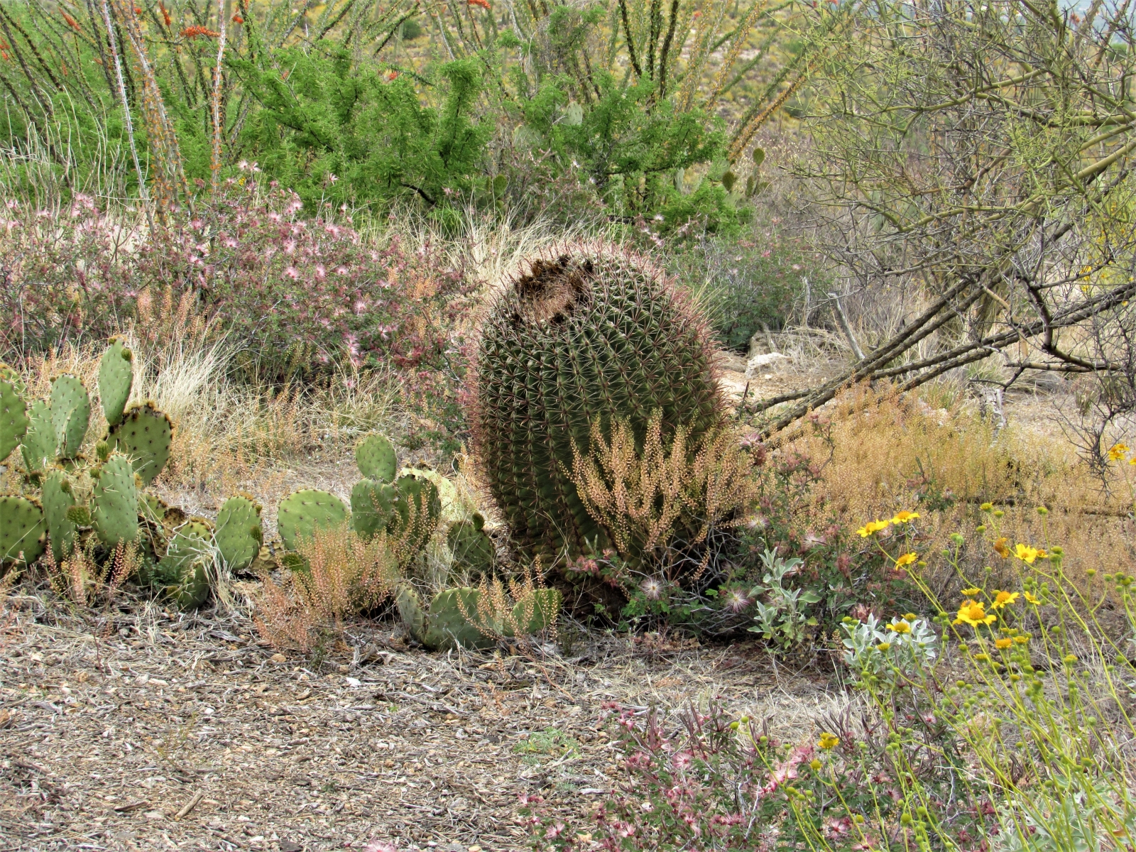 Barrel-cactus