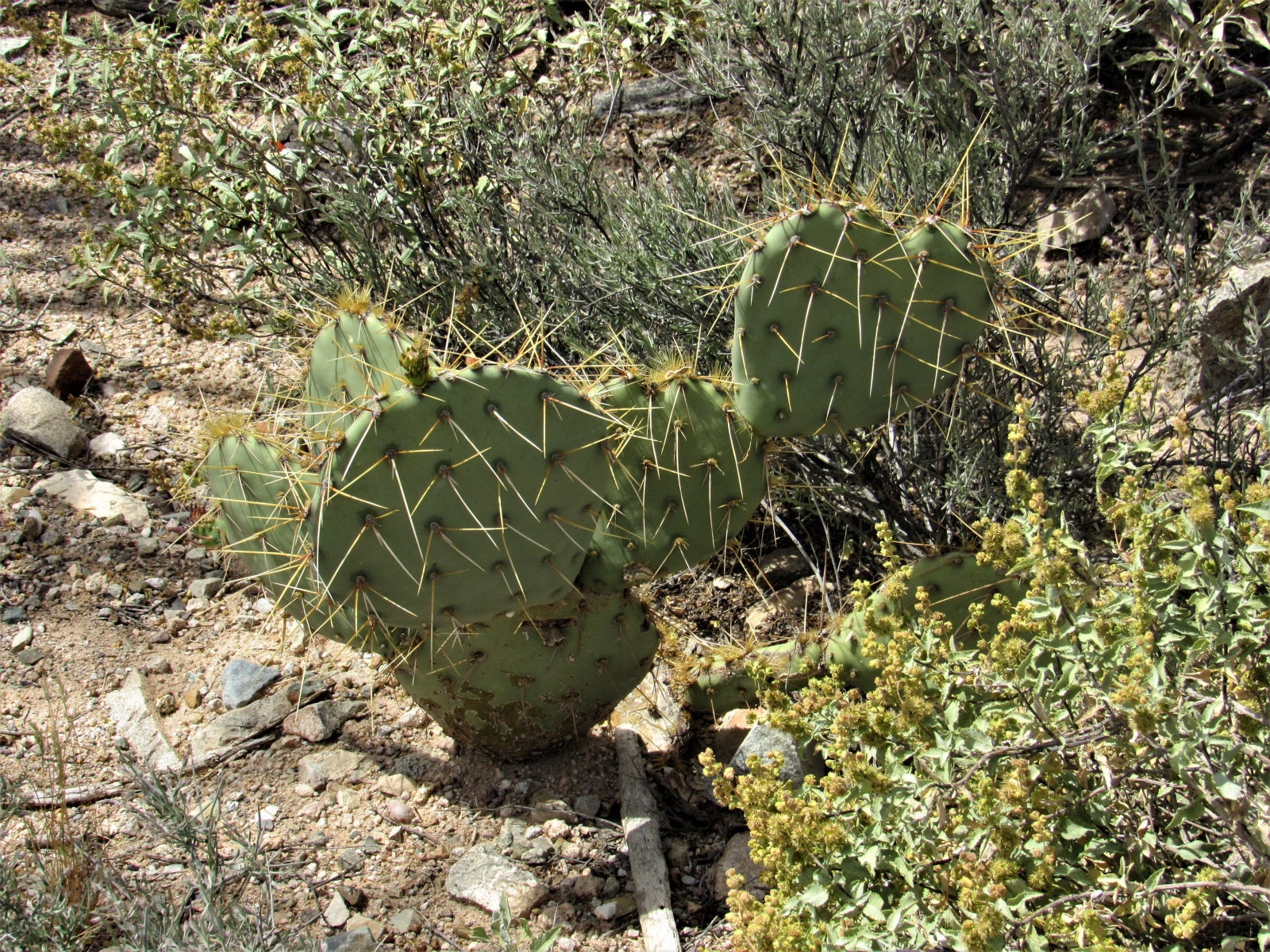 Prickly-pear