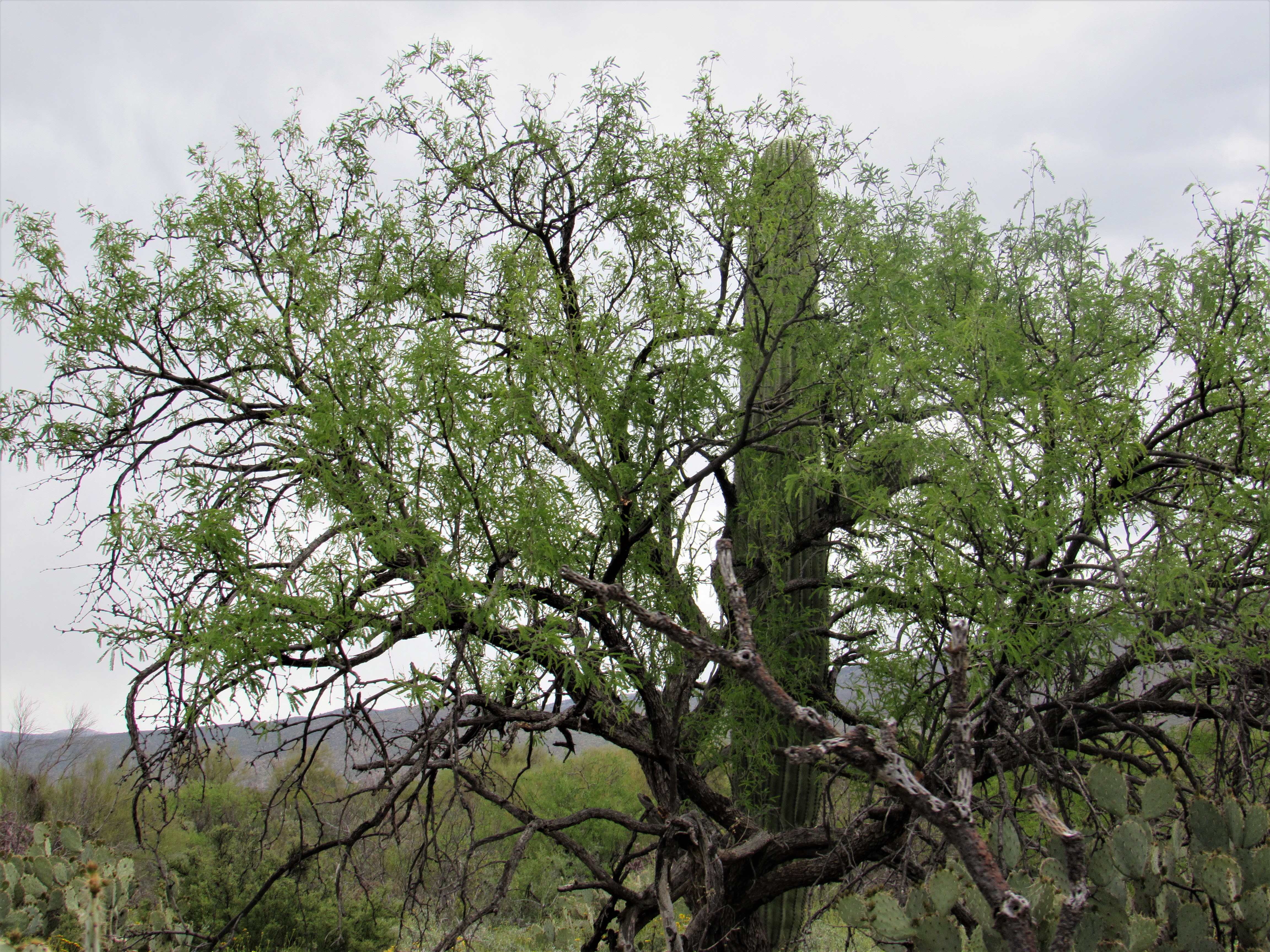 Tree-and-Saguaro-2-SE