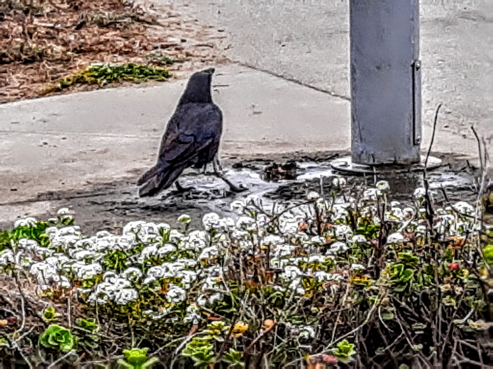 Seaside-crow