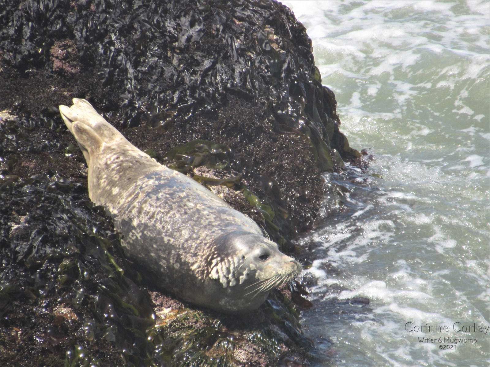 Harbor-seal