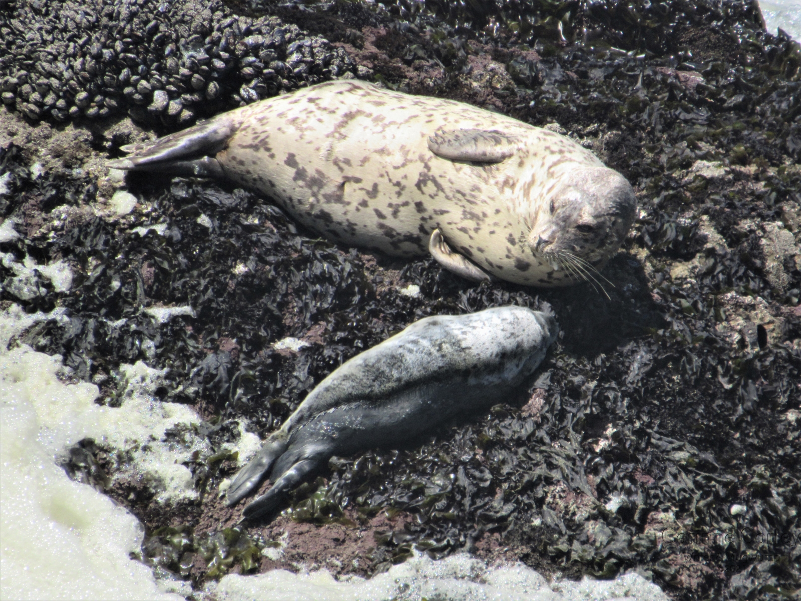 Mother-and-child-seals