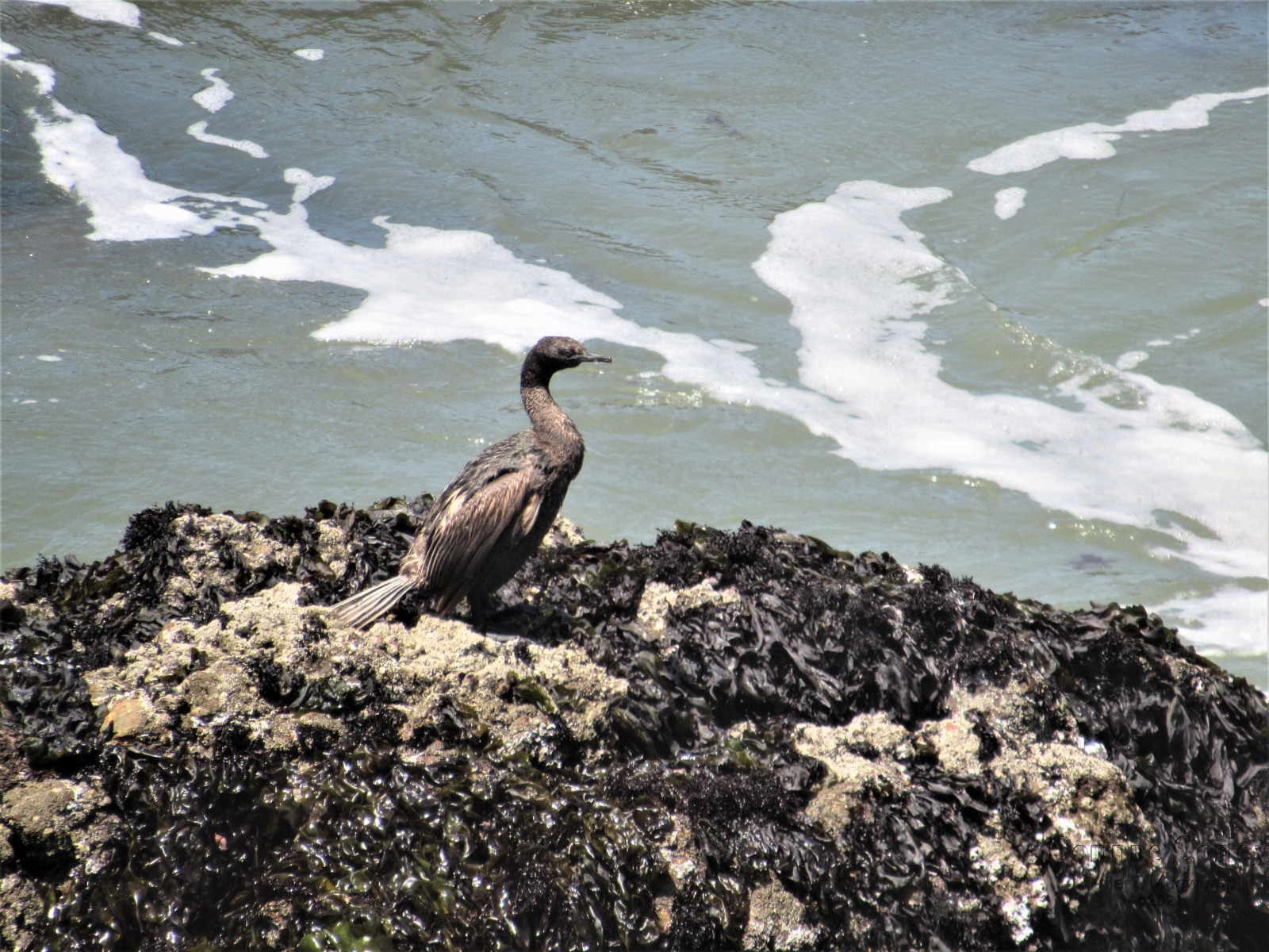 Seabird-on-the-rocks