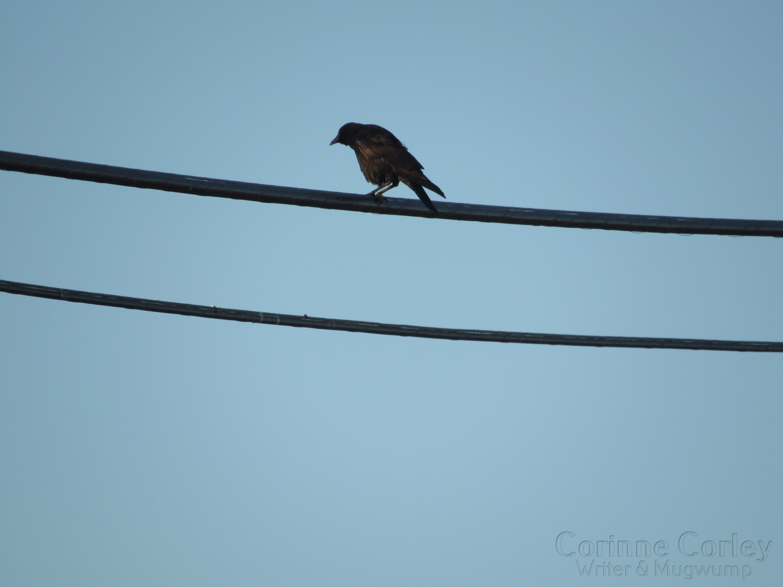 Blackbird-in-the-blue-sky