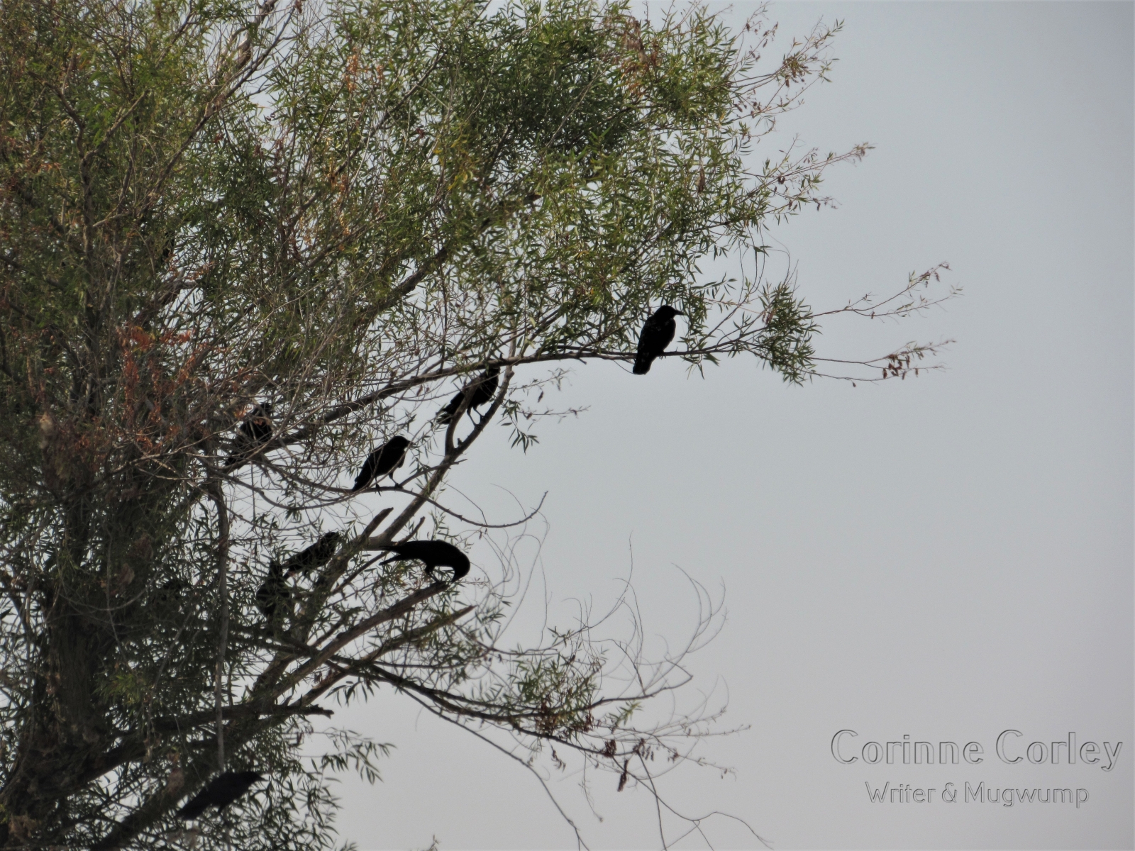 Crows-on-Jackson-Slough
