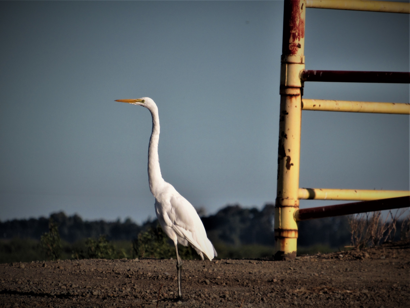 Egret-beside-the-rusty-gate