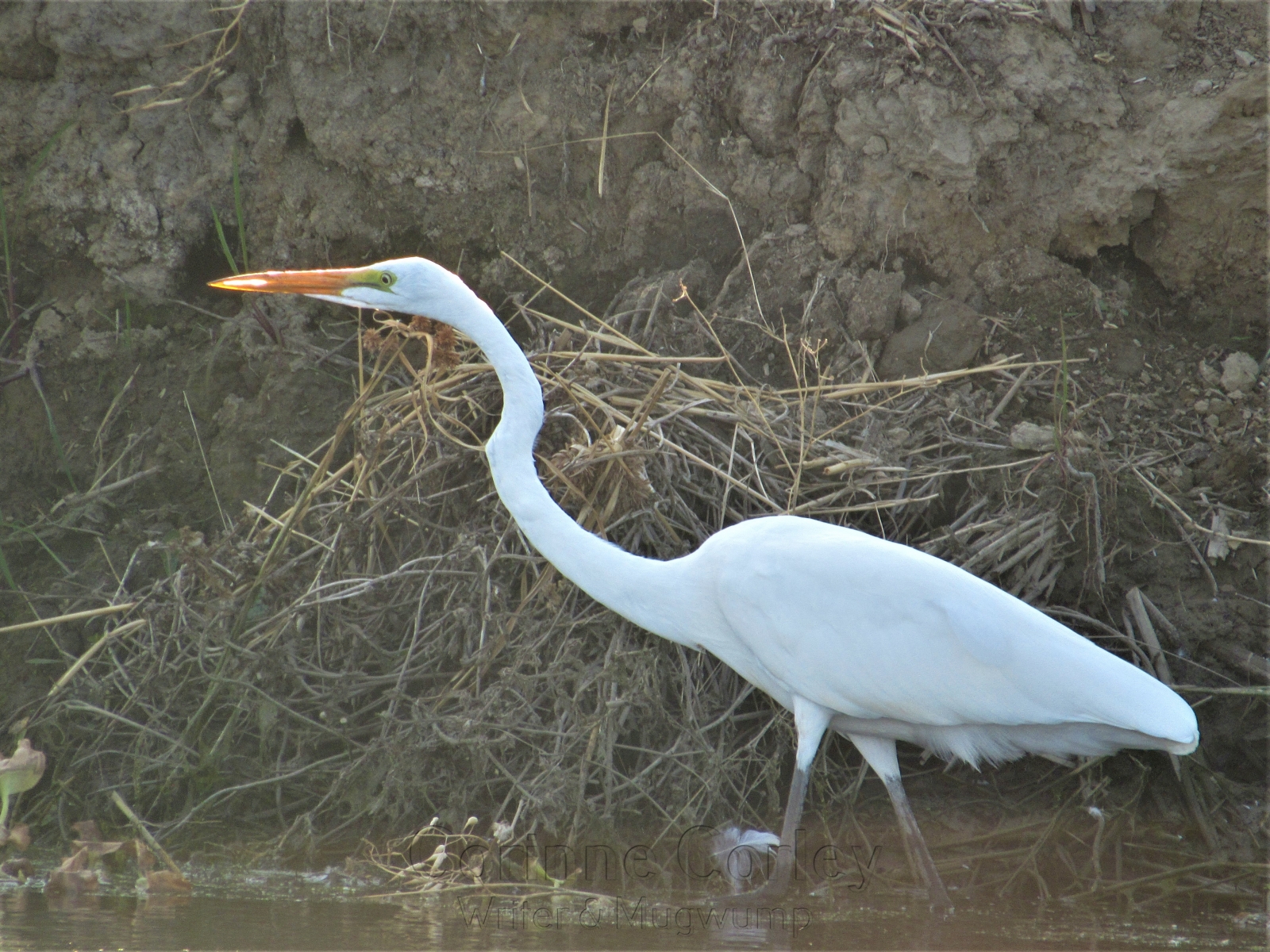 Egret-in-the-Slough