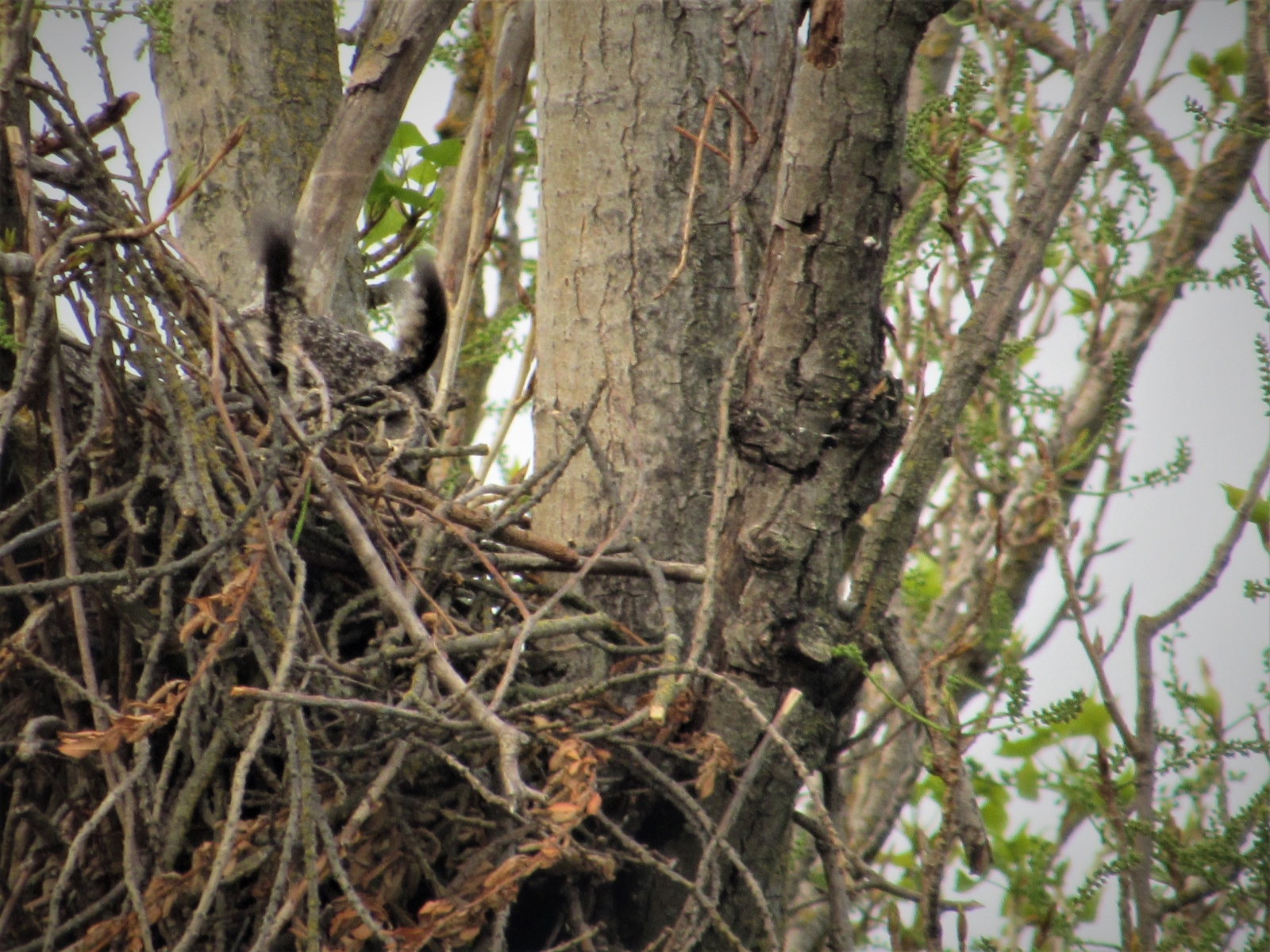 Owls-nest-2