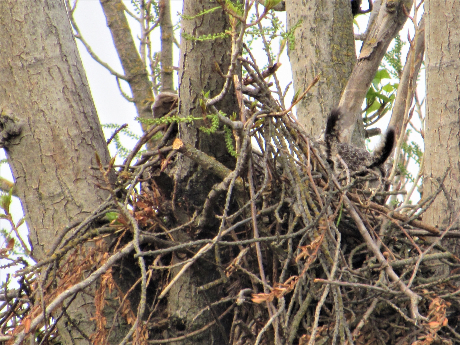 Owls-nest-3